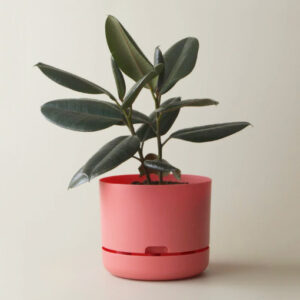 Self-watering Plant Pot 170mm Persimmon
