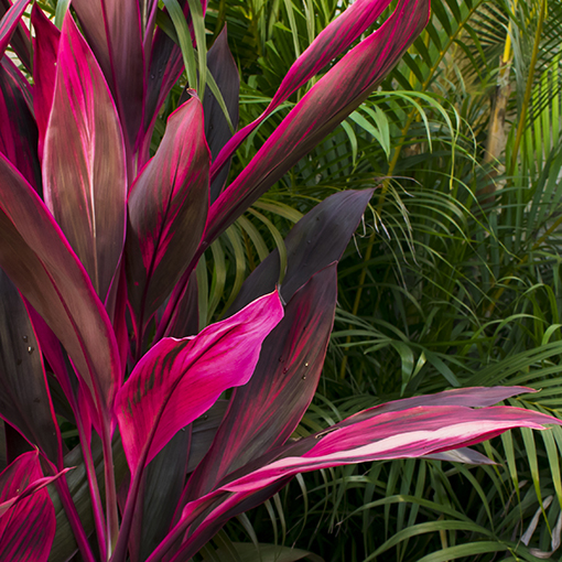 Cordyline fruticosa, pink plant, in nature. Tropical foliage, forest view.