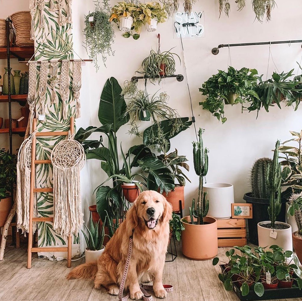 Get pet friendly plants online