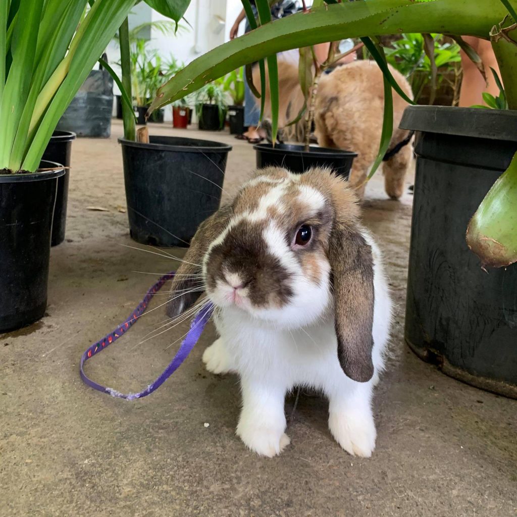 pet friendly plants