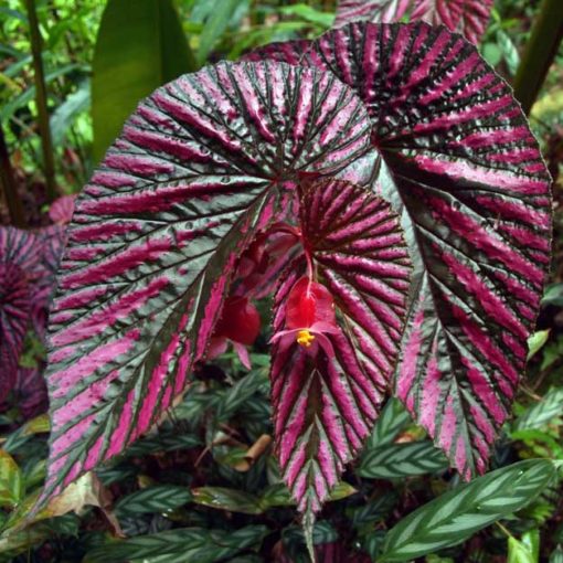 Begonia brevirimosa ssp exotica