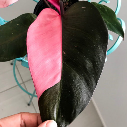 1079. Philodendron Pink Princess.png