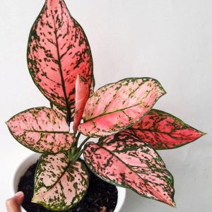 Aglaonema Lady Valentine Plant Care Tips
