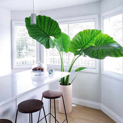 Giant Elephant Ear Plant