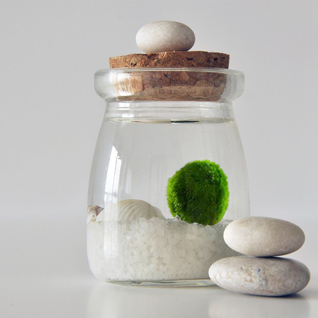 Marimo Moss ball