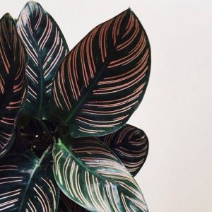 MEGA DEAL – Calathea Sanderiana Ornata 90mm