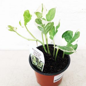 Epipremnum aureum - Pothos Snow Queen 100mm