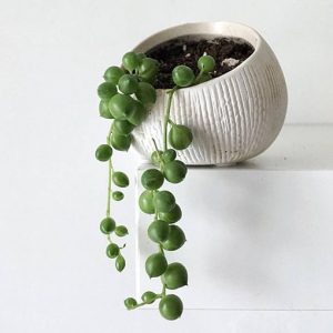 ✨ 7 at $7 – String of Pearls – Senecio Rowleyanus 80mm