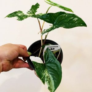 Syngonium Fantasy 100mm