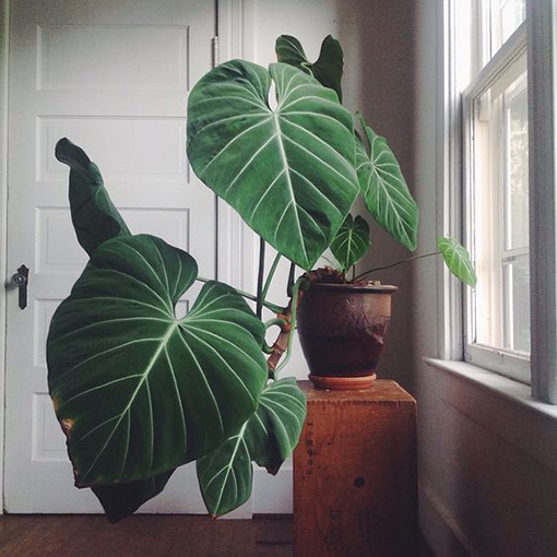 13. Philodendron Gloriosum