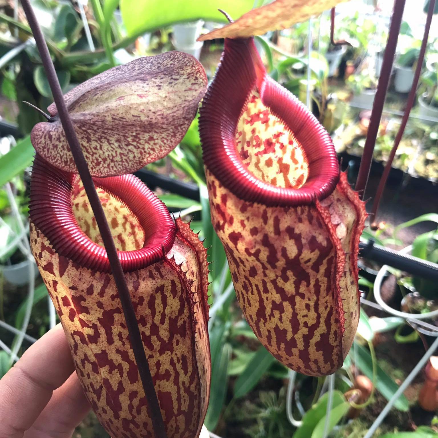 Carnivorous Plants