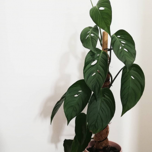 Monstera Plant Care Tips
