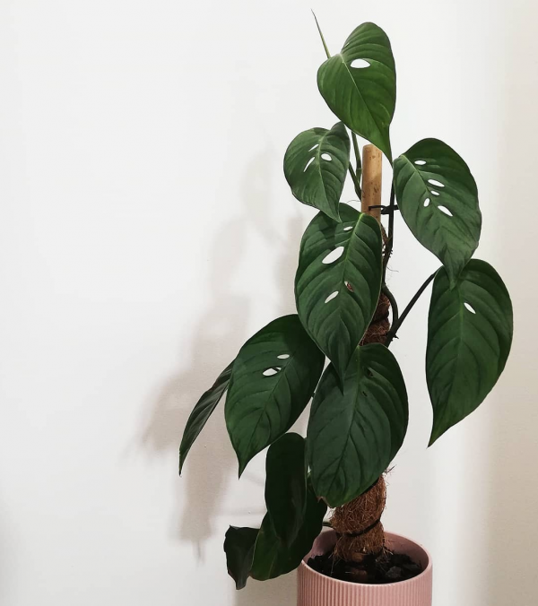 Monstera Plant Care Tips