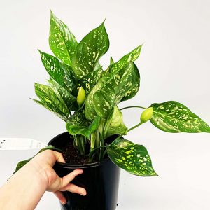 Aglaonema Plant Care Tips