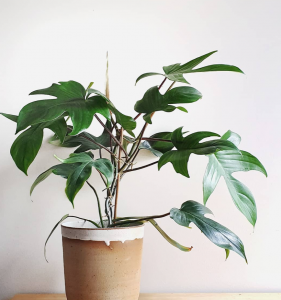 Philodendron Pedatum Florida 100mm