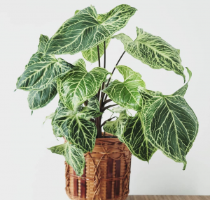 Syngonium Batik - Arrowhead Vine 100mm