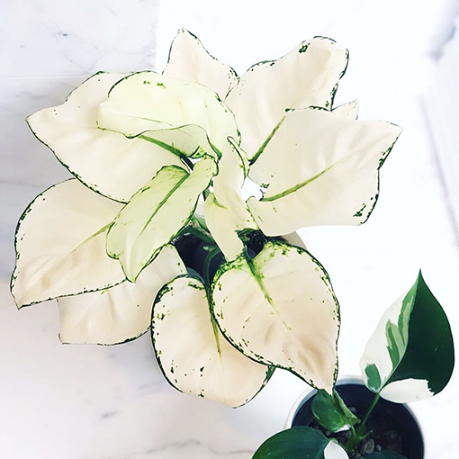 Aglaonema Super White - ilovebeautifulplants88 s