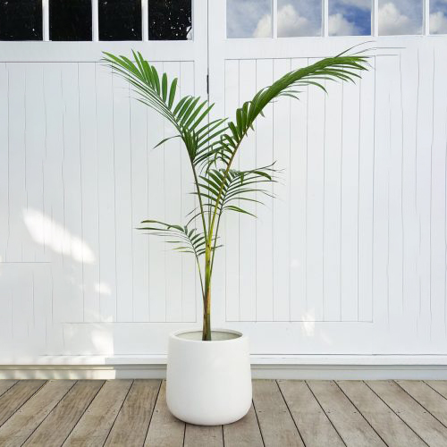 Bangalow-Palm-plantandpot.nz_