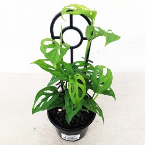 Monstera Adansonii - Swiss Cheese Plant 120mm