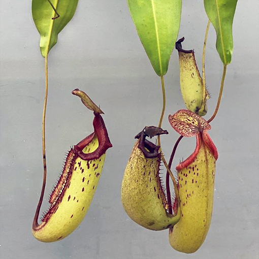 Nepenthes 'Gothica' 3s