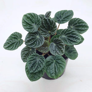 Peperomia Caperata Lilian 100mm