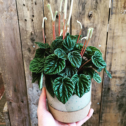 Peperomia Lilian - martinandthemagpie s