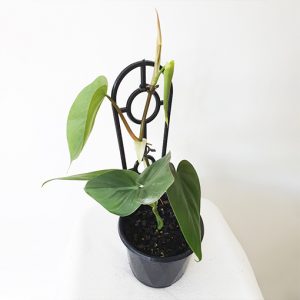Philodendron Cordatum - Heart Leaf Philodendron Ladder 120mm