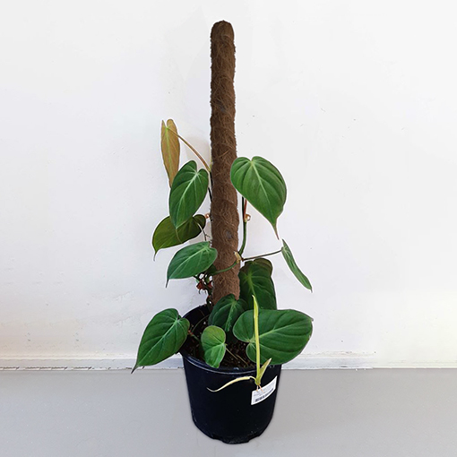 Philodendron Micans Totem Medium The Jungle Collective