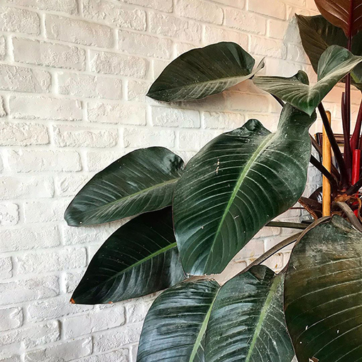 Philodendron Rojo Congo 200mm - The Jungle Collective