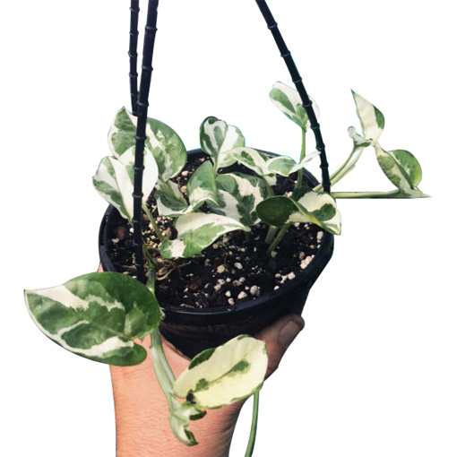 Pothos Snow Queen 155mm HB - The Jungle Collective