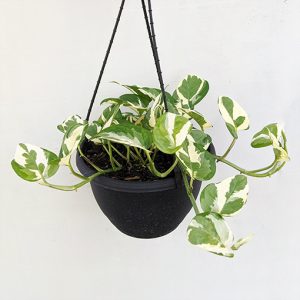 Epipremnum aureum - Pothos Snow Queen 170mm HB