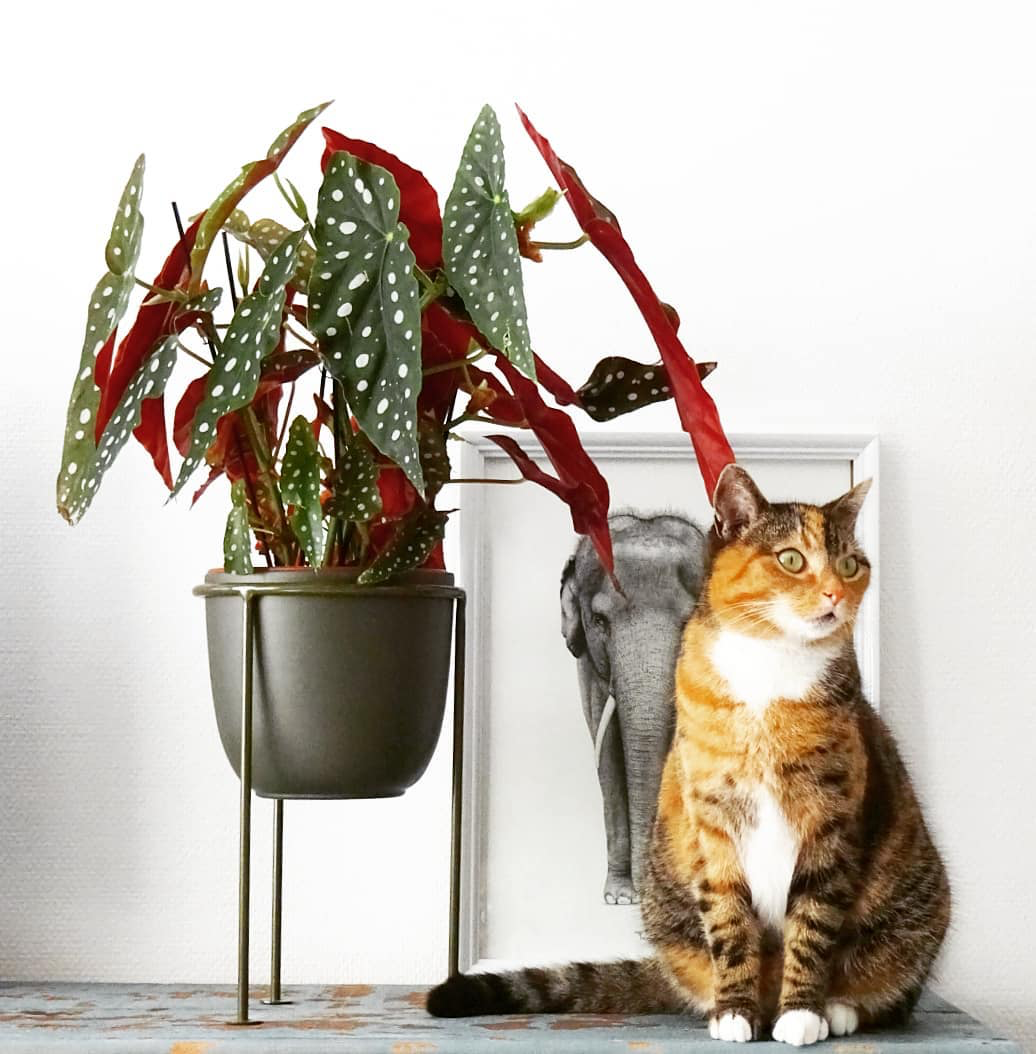 are begonias plants poisonous to cats