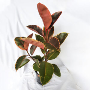 Rubber Plant – Ficus Ruby 200mm