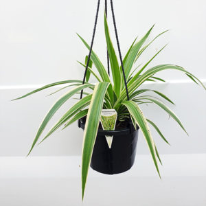 Spider Plant - Chlorophytum Comosum 170mm HB