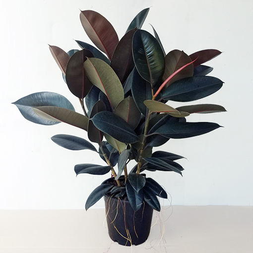 Ficus Elastica Burgundy Standards (extra tall) - Rubber Plant 300mm - The  Jungle Collective