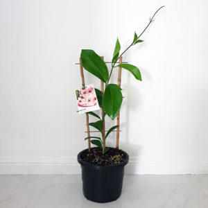 Hoya Carnosa Pink 120mm