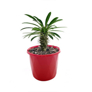 Madagascan Palm - Pachypodium Lamerei (white flower) 130mm