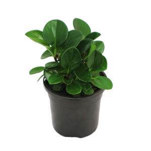 Peperomia Obtusifolia Jade - Baby Rubber Plant 100mm