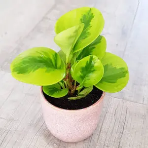 18+ Baby Rubber Plant Care