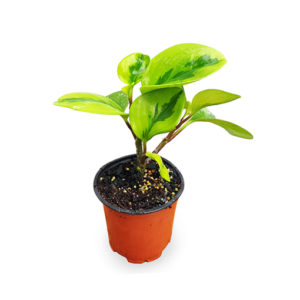 Peperomia Obtusifolia Lemon & Lime - Baby Rubber Plant 100mm