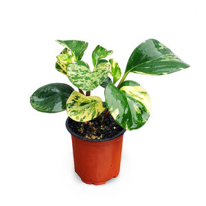 Peperomia Obtusifolia Marble - Baby Rubber Plant 180mm