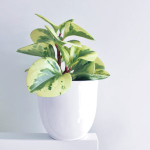 ✨ 7 at $7 – Peperomia Obtusifolia Variegata – Baby Rubber Plant 70mm