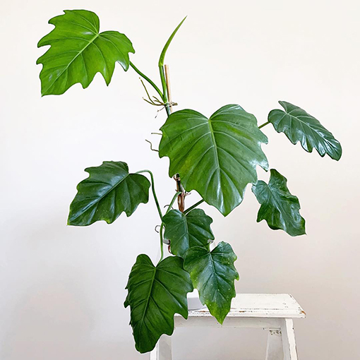 Philodendron Lacerum - alivia_houseplants s