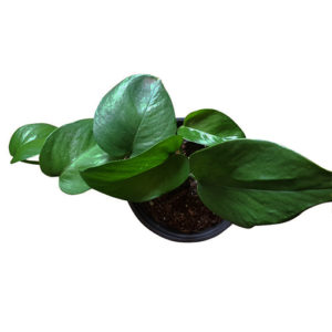 Pothos Jade - Epipremnum Aureum Jade 120mm