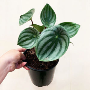Peperomia Argyreia - Watermelon Peperomia 180mm
