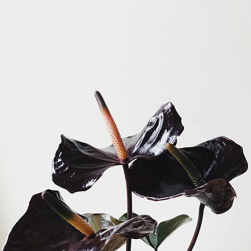 Anthurium Black Queen - cultivaar s