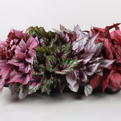 Begonia Rex Beleaf Assorted 120mm - The Jungle Collective