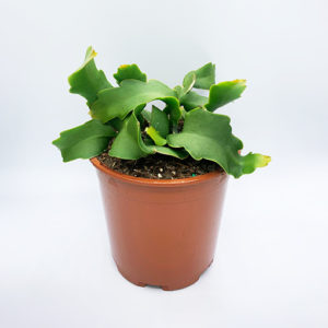 Curly Sue - Epiphyllum Guatamalense Monstrose 100mm