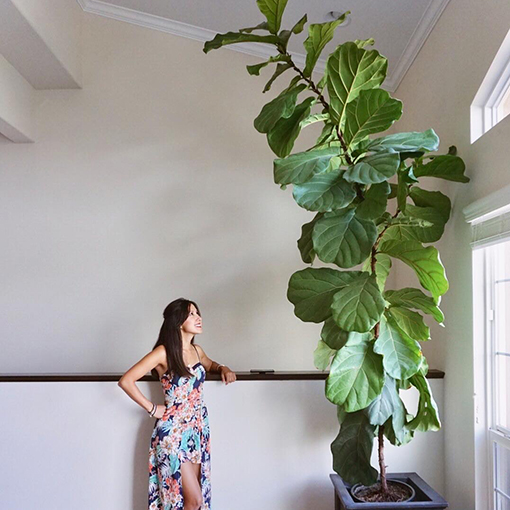 Big leaf store indoor plants