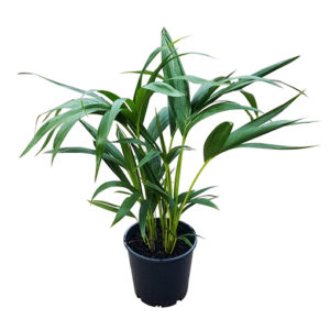 Kentia Palm - Howea Forsteriana 200mm